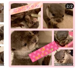 Namida Pictures Meme Template