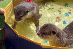 Kotahana Picture Meme Template