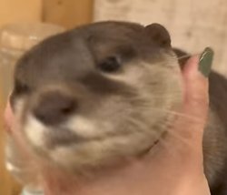 Wasabi Cute Meme Template