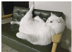 Cat is relaxed Meme Template