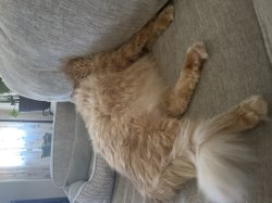 Fat ahh cat Meme Template