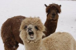 Al Paca Meme Template