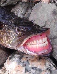 mouth Boca fish pez Meme Template
