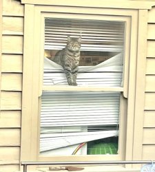 Cats that have had enough of your shit Meme Template