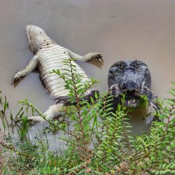 Caiman eating another Meme Template