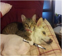 cat holding dog hostage Meme Template