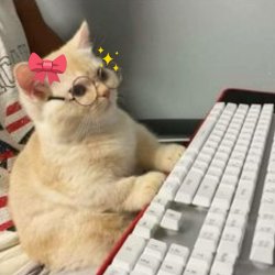 Cute Kitten at PC Meme Template