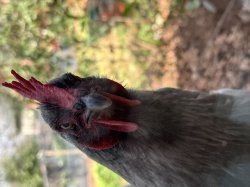 What the cluck? Meme Template