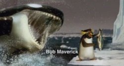 Surf’s up whale Orca Meme Template