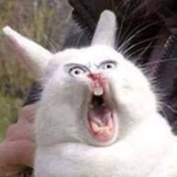 Shocked bunny Meme Template