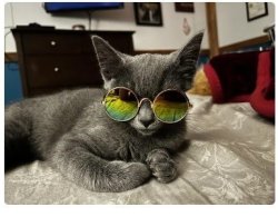 Hippie Cat in Sunglasses Meme Template