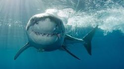 Smiling Great White Shark Meme Template