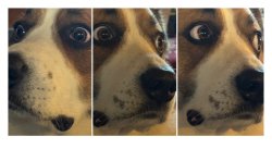 Daylight Savings Dog Meme Template