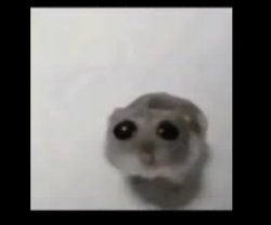 cute mouse Meme Template