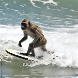 Surfing Monkey Meme Template