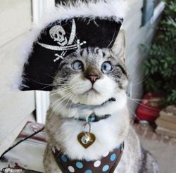 Pirate Hat Cat Meme Template