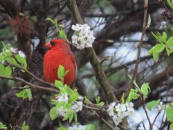 Cardinal & Spring Flowers Meme Template