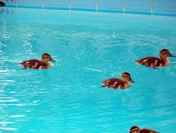 Duck in pool Meme Template