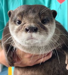 Front Facing Kotaro The Otter Meme Template