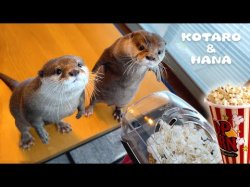 Popcorn Kotahana Meme Template