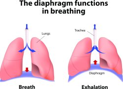 When the Diaphragm Meme Template