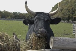 Ox eating grass Meme Template