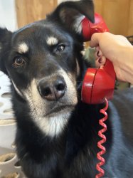Dog answering phone Meme Template