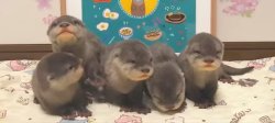 The 5 Baby Otters From KTOT Meme Template