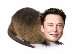 Elon Muskrat Meme Template