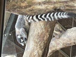 Lemur resting Meme Template