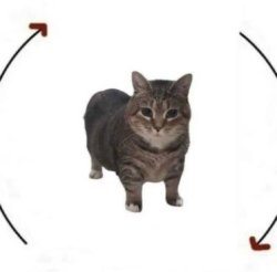 Blank Cat cycle Meme Template