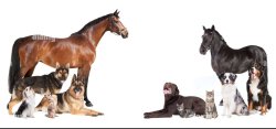 Horses, cats and dogs Meme Template