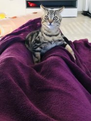 Cat on Legs Meme Template