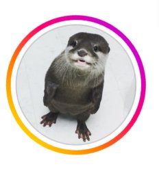 LOUTRE Pfp Meme Template