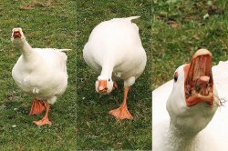 Angry goose Meme Template