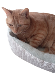 Pumpkin The Cat In Bed Transparent Background Meme Template