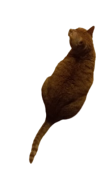 Pumpkin The Cat From Above Transparent Background Meme Template