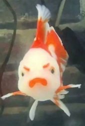 Angry fish Meme Template