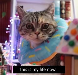 this is my life now Meme Template