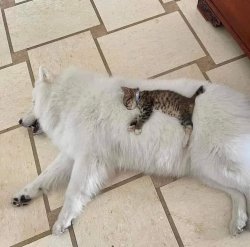 Cat sleeping on dog Meme Template