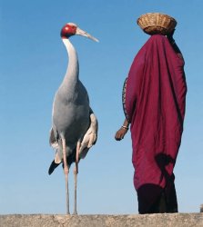 Sarus crane Meme Template