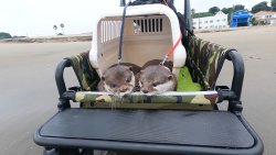 Kotahana Picture Meme Template