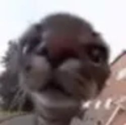 roundcat Meme Template