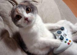 Funny Cat Meme Template