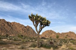 Joshua Tree Meme Template