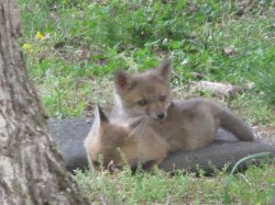 Baby Fox Meme Template