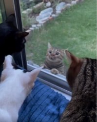 Window cat Meme Template