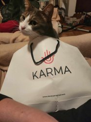 Mozart the Karma cat Meme Template