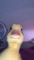 duck selfie Meme Template