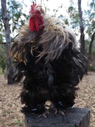 Angry Rooster with collar Meme Template